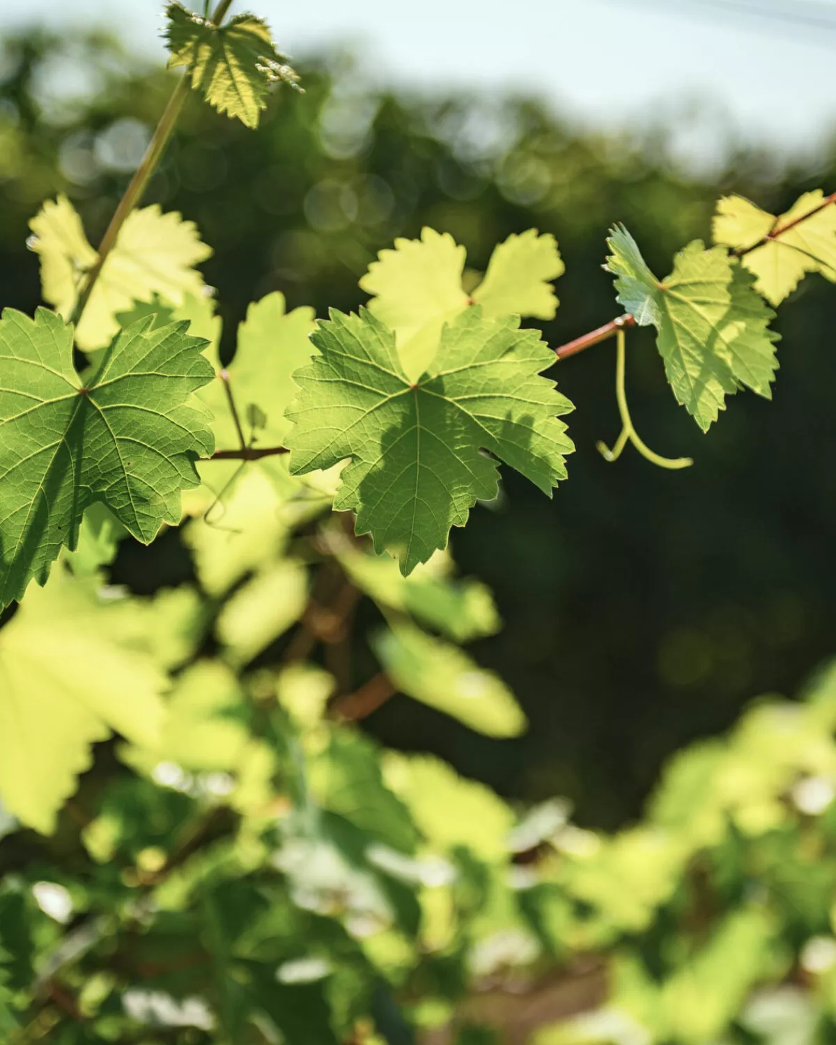 natura e cura delle piante azienda agricola nigris treviso prosecco